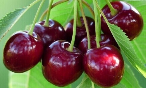 Cherry Aroma