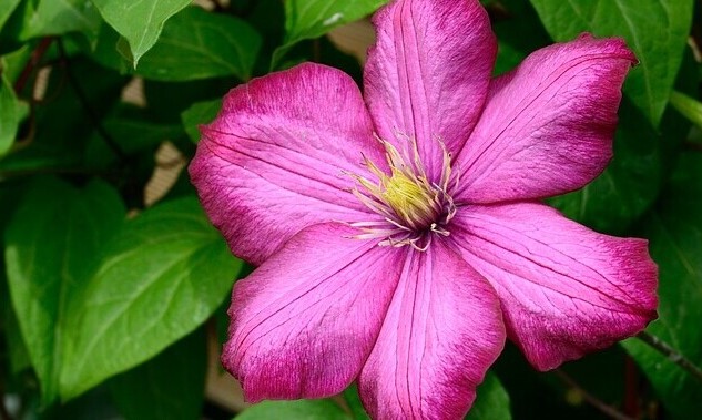 Floral Delight essential oil