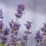 Lavender essential oil