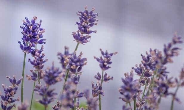 Lavender essential oil