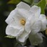Gardenia essential oil
