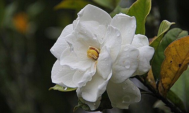 Gardenia essential oil