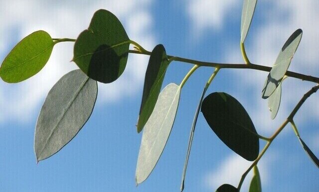 Eucalyptus essential oil