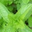 Peppermint essential oil