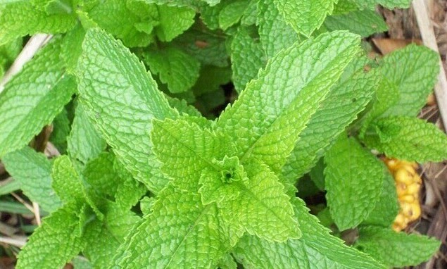 Peppermint essential oil