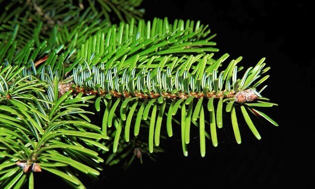 Pine essential oil