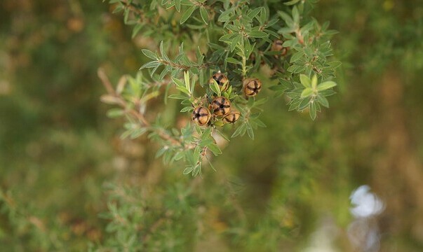 Tea Tree essential oil